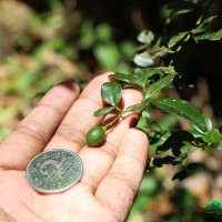 Triphasia trifolia (Burm.f.) P.Wilson